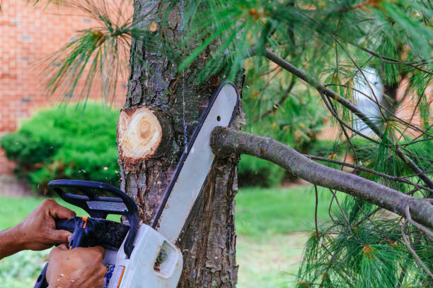 Best Tree Care Services  in USA